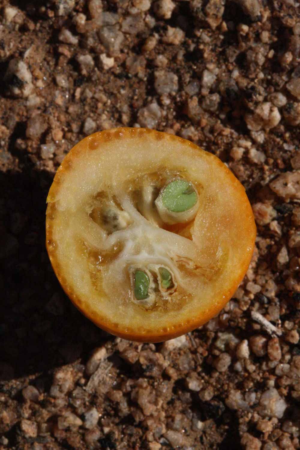              Fruit cross-section (Riverside, CA)       